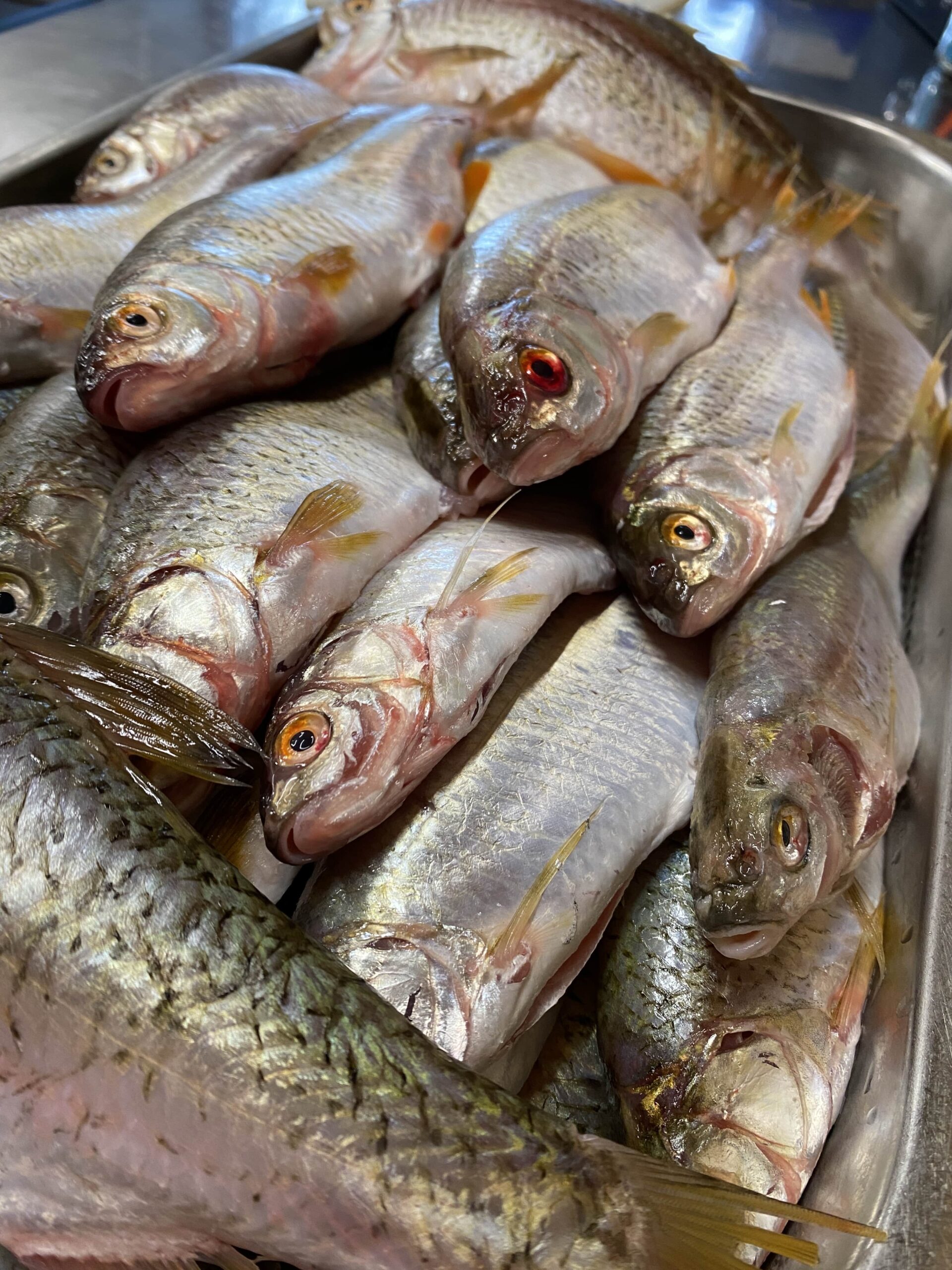 Fischerkurse im Kanton Bern