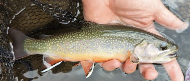 Bergseefischen im Kanton Bern, So. 13.09.2026