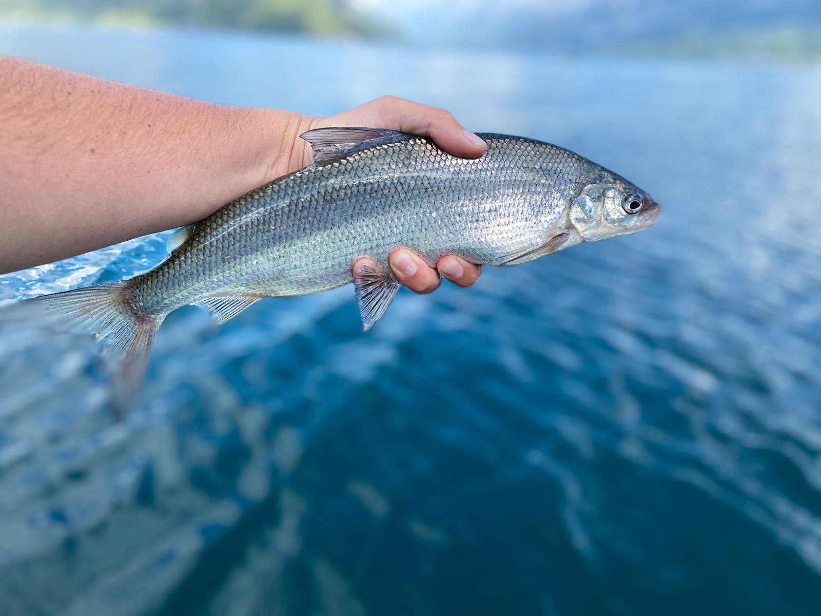 Fischerkurse im Kanton Bern