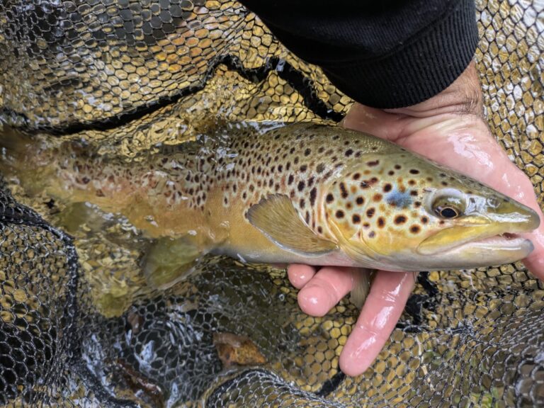Zapfen/Spinnfischen auf Bachforellen an der Aare, So. 29.03.2026