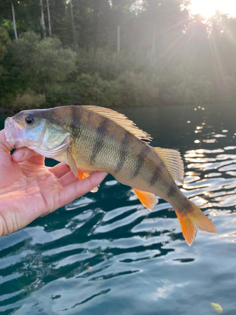 Modernes Eglifischen am Thunersee, Sa. 11.07.2026